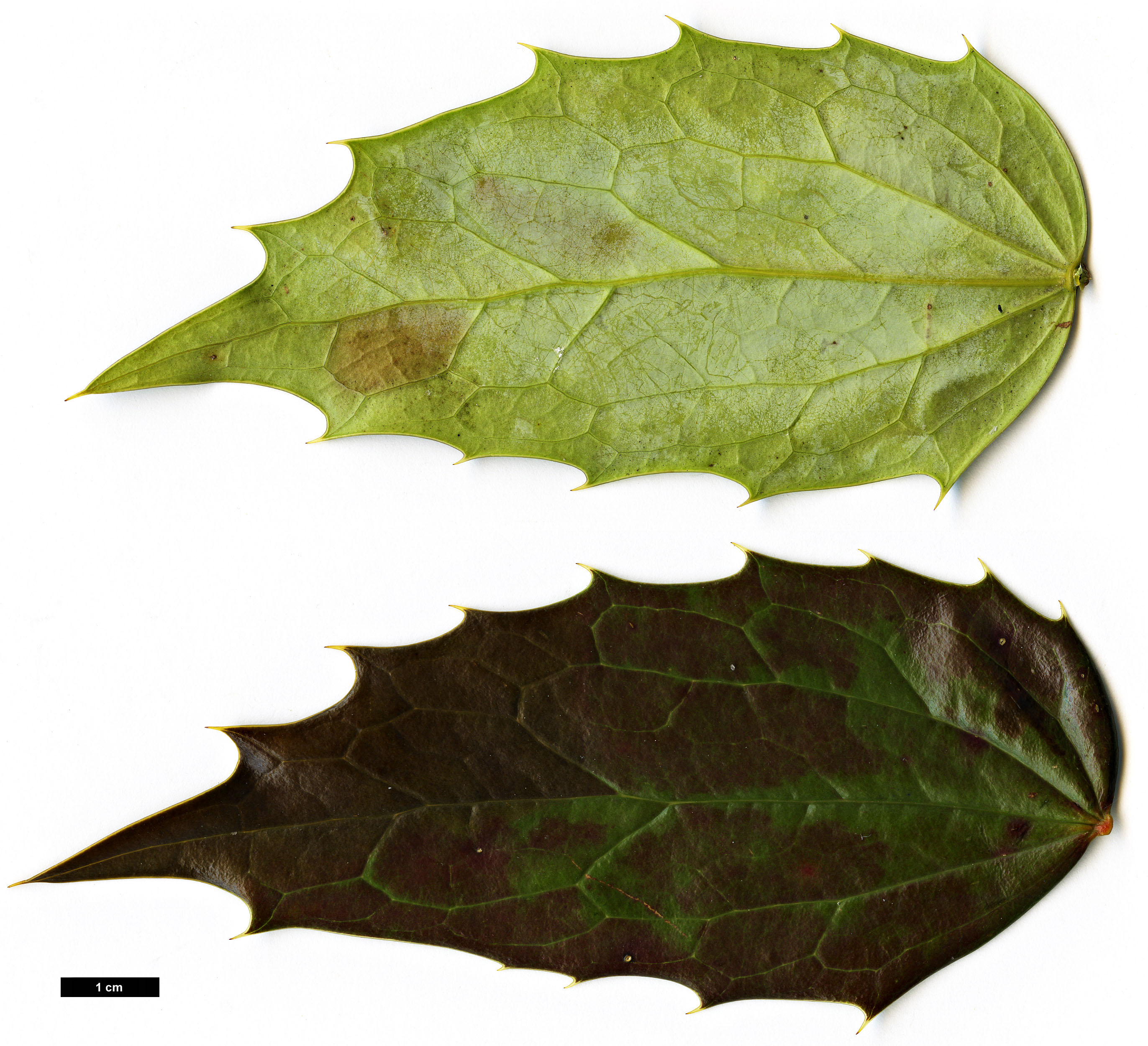 High resolution image: Family: Berberidaceae - Genus: Mahonia - Taxon: 'Winter Bronze'
